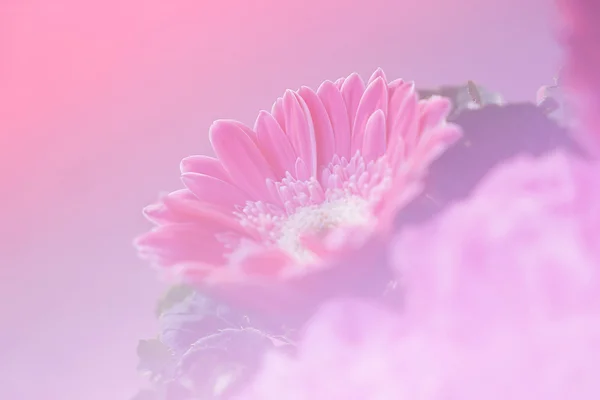 Fleur sur filtre doux — Photo