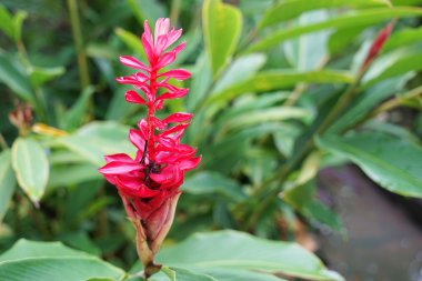 Kırmızı havlıcan çiçek