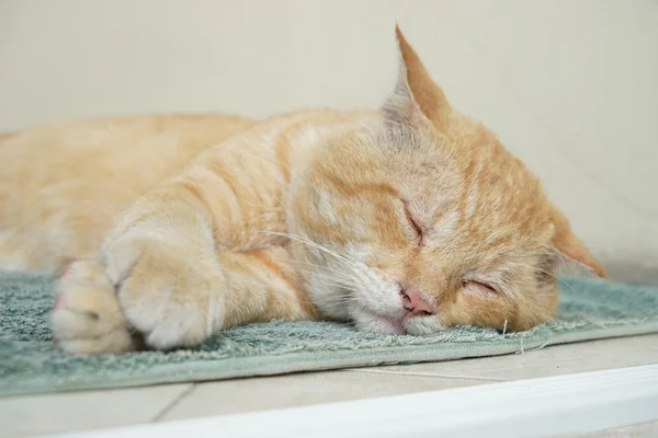 Cat sleeping on the floor — Stock Photo, Image