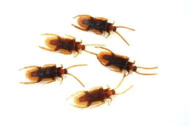 sahte hamamböceği, beyaz arka plan üzerinde ayrı tut