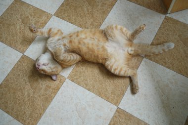 Uykulu kahverengi kedi