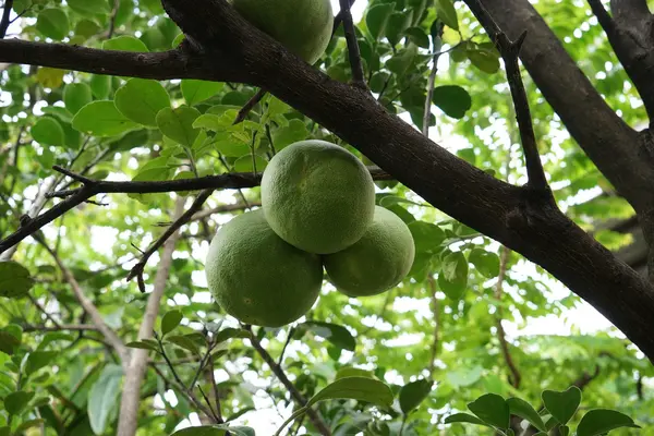 Árbol de pomelo en el jardín —  Fotos de Stock