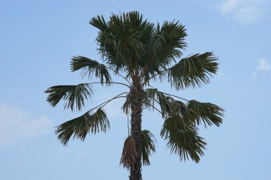 tek bir Hindistan cevizi ağacı üzerinde gökyüzü