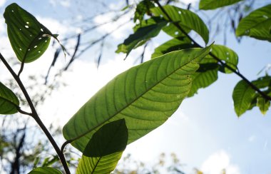 makro tek yaprak yeşil güneş ışığı