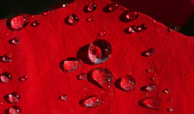 su damlası kırmızı yaprak üzerinde makro