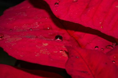 bir damla su kırmızı yaprak üzerinde