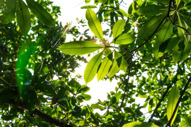 Güneş fontta yeşil yapraklar