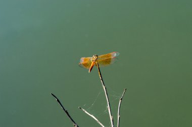 Bataklıkta kuru ağaç üzerinde Dragon fly kalmak
