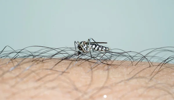 common house mosquito on man skin