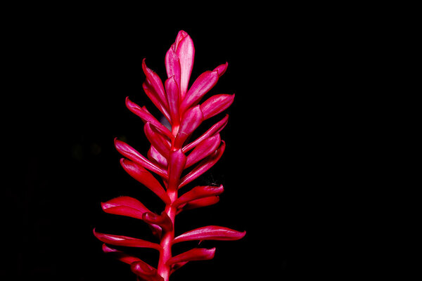 Red galangal flower in the dark