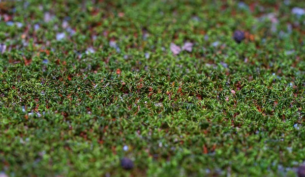 緑の小さな植物のマクロの背景 — ストック写真