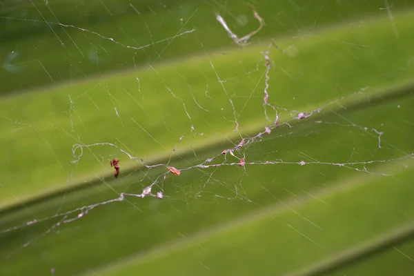 緑の葉の前にクモの巣 — ストック写真