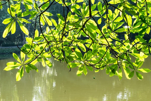 Hojas verdes sobre la luz solar en el parque — Foto de Stock