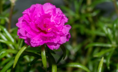Eski pembe portulaca çiçek