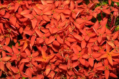 Bahçedeki kırmızı MahS