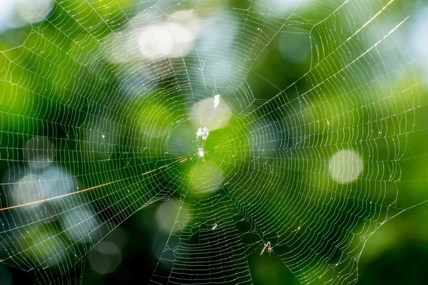 タイの森でクモの巣 — ストック写真