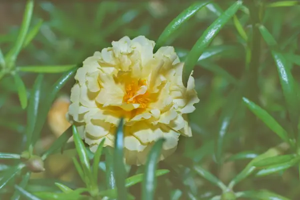 Jaune Portulaca oleracea fleur dans le filtre — Photo