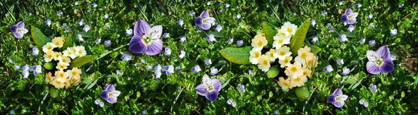 Oerrozen Violette Lentebloemen Ochtendzon — Stockfoto