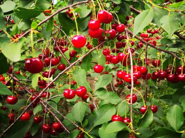 İlkbaharda meyve dolu kiraz ağacı