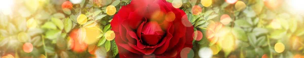 Red Rose Sun Bokeh — Stock Photo, Image