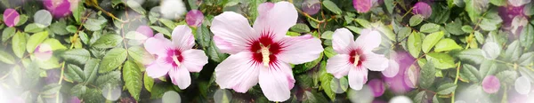 Flores Hibisco Rosa Centradas Fondo Natural Con Efecto Bokeh — Foto de Stock