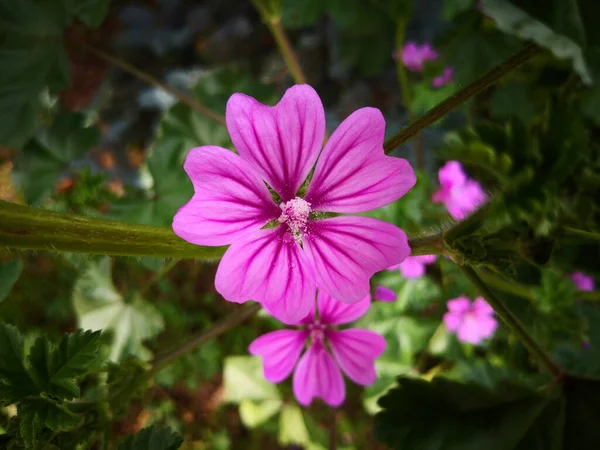 Macro Pourpre Rose Malva Plante Dans Environnement Naturel — Photo