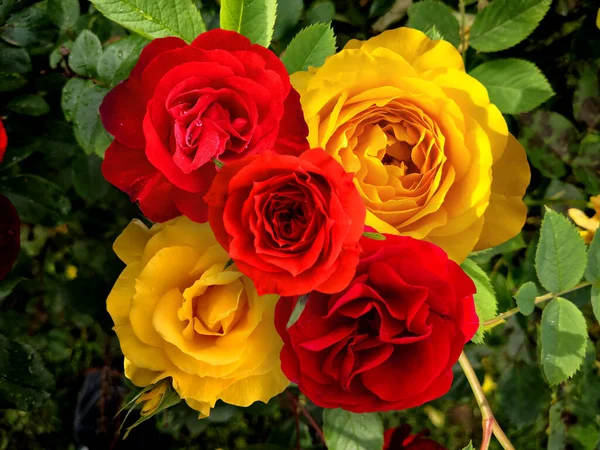 Red Yellow Roses Nature — Stock Photo, Image