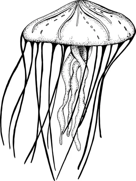 Bir denizanasının grafiksel görüntüsü. Bir deniz sakini.. — Stok Vektör