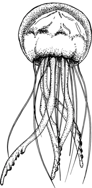 Deniz anası. Vektör siyah ve beyaz illüstrasyon.