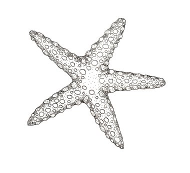 A starfish. Graphics on a white background