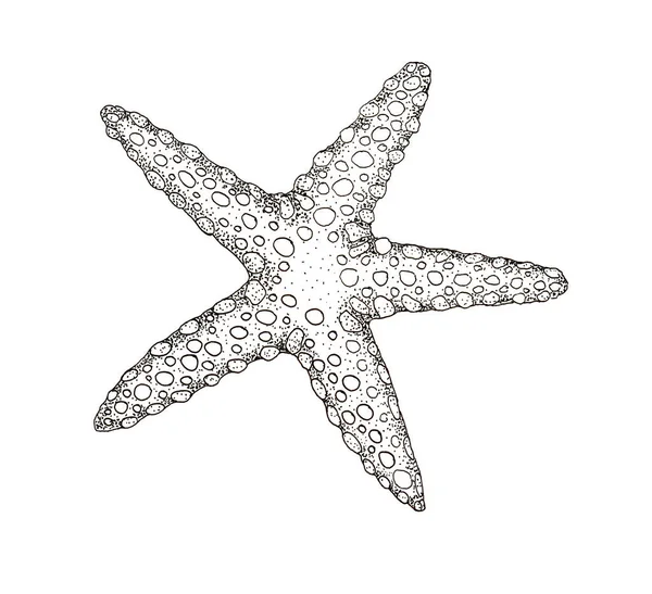 A starfish. Graphics on a white background — Stock Fotó