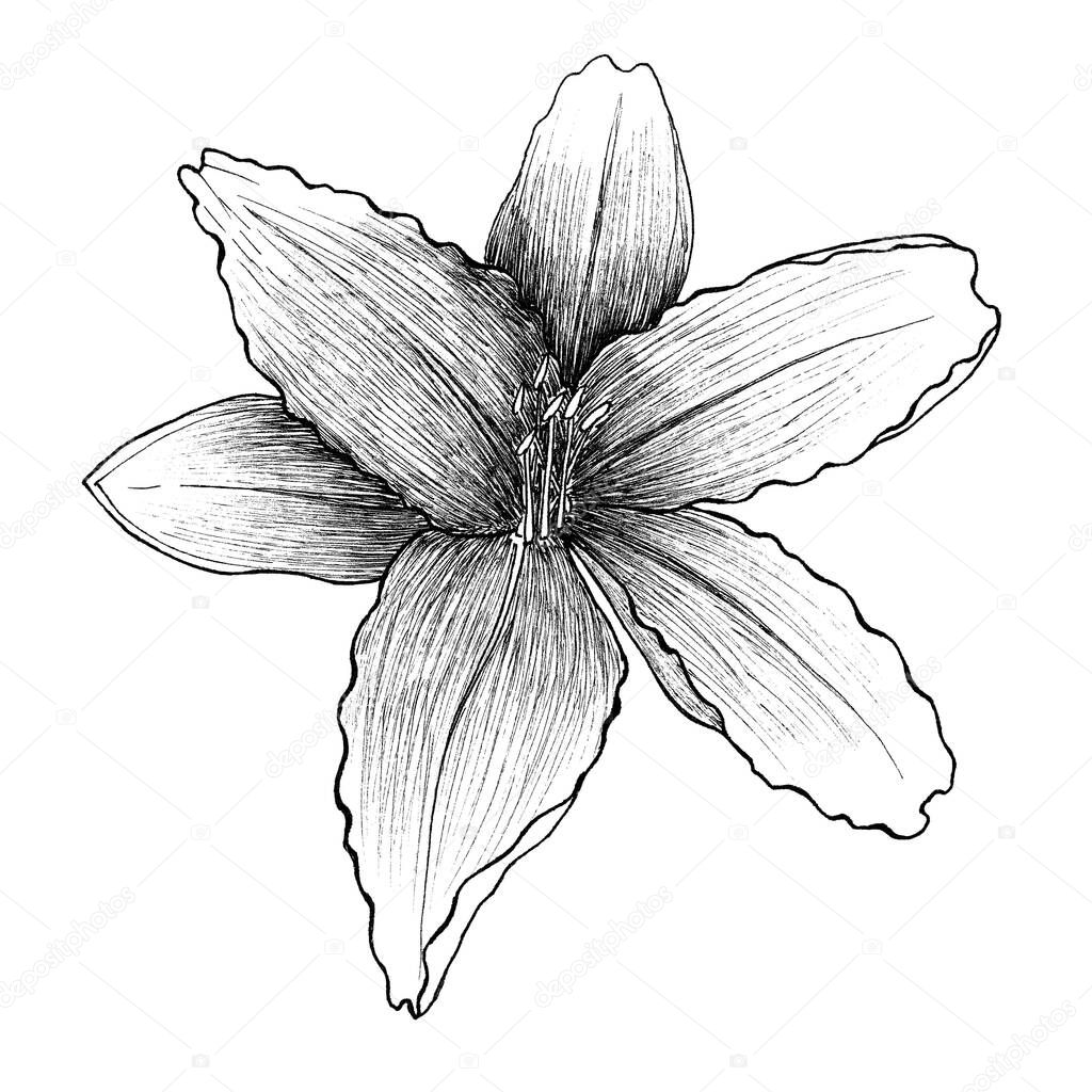 Lily flower. Isolated floral element.