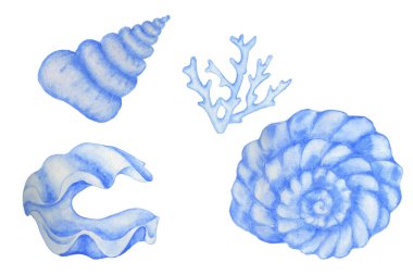 Denizci çantası. Suluboya kabuklar ve mercanlar.