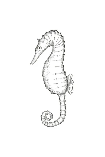 Seahorse grafika pontokkal.Rajzolás béléssel. — Stock Fotó