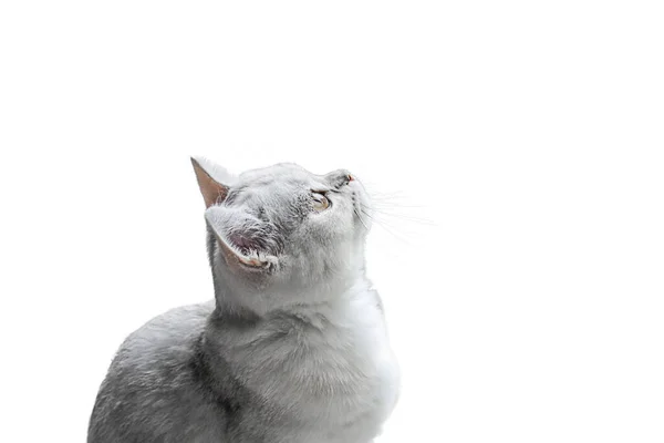 Um gatinho escocês. Chinchila de prata — Fotografia de Stock