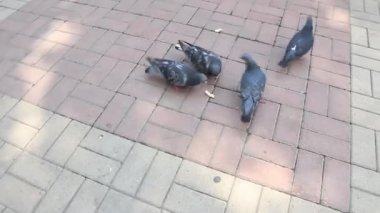 pigeons eating bread on the sidewalk