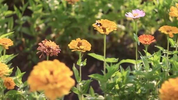 Bee Flies Flower Flower — Stock Video