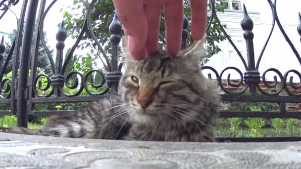 Die Katze Liegt Auf Dem Gehweg Der Mann Streichelt Die — Stockvideo