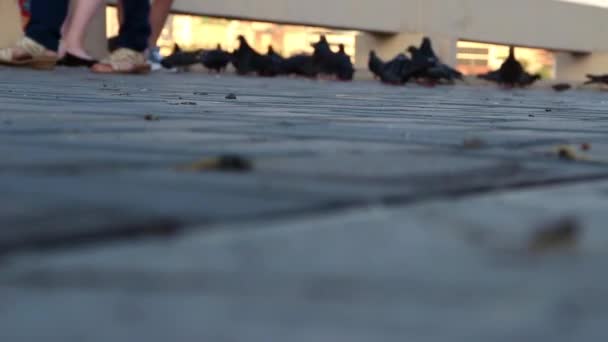 Pigeons Sidewalk Pecking Grain People Feet Standing Nearby — Stok video