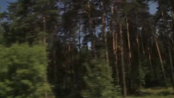 Uitzicht Het Bos Vanuit Het Busvenster — Stockvideo