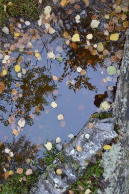 Güzel ve parlak sonbahar manzarası.