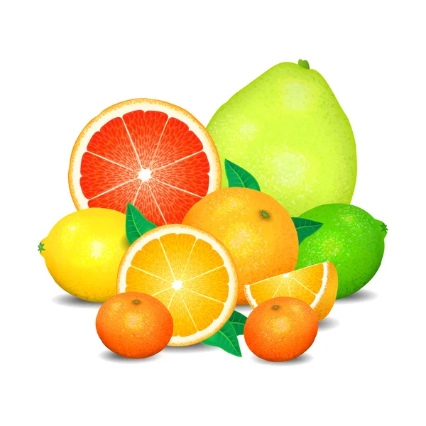 Owoców cytrusowych, zbiór owoców cytrusowych. — Wektor stockowy