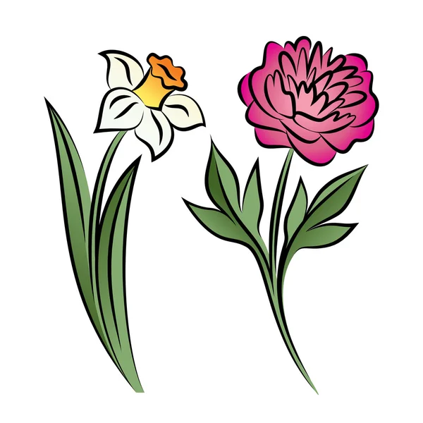 Set van twee overzicht bloemen. Peony en narcissus — Stockvector