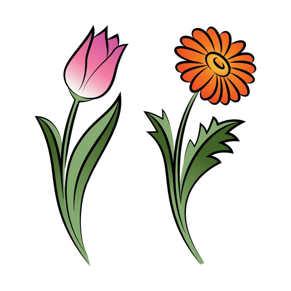 Set di due i fiori descritti. Margherita e tulipano — Vettoriale Stock