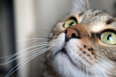 Portre bir yerli kedi closeup.