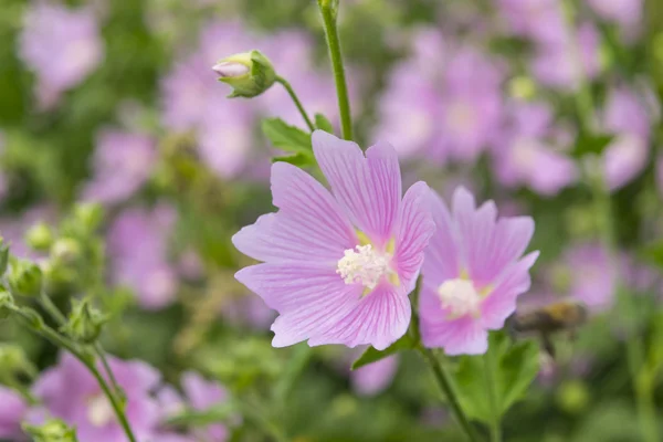 Flores de malva rosa. Close-up vista da flor de um hollyhock — Fotografia de Stock