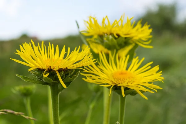 Fechar as flores amarelas selvagens (Doronikum, Margarida amarela). — Fotografia de Stock