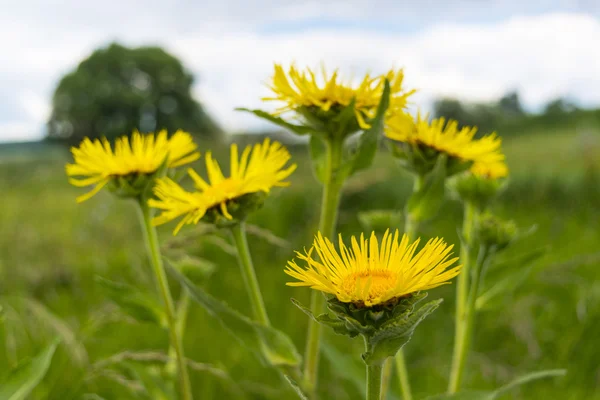 Fechar as flores amarelas selvagens (Doronikum, Margarida amarela). — Fotografia de Stock