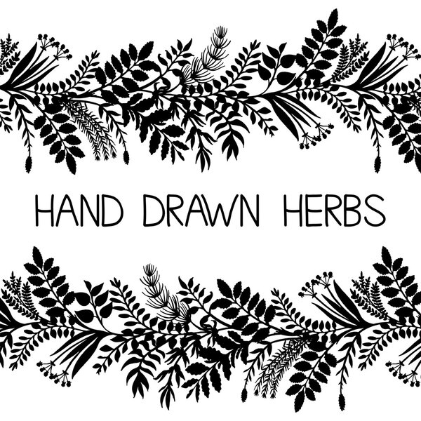 Hand drawn horizontal border of herbs and plants, vector