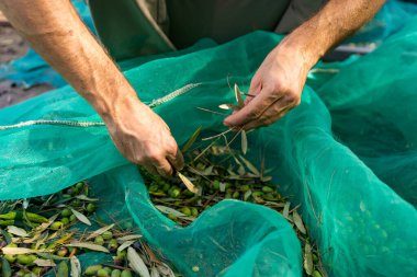 Zeytin hasat mevsiminde zeytin toplarken ellerinizi kapayın ve İspanya 'da ağ kullanın.